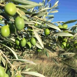 Zutaten Grand Brahis Noir AOP Vallee Des Baux De Provence Extra Natives Olivenöl 500ml -Deutschland Küchenwaren Verkäufe lifestyle 0006 IMG 2150 c65fc0ec 6539 41bb b17c a73907507bb0