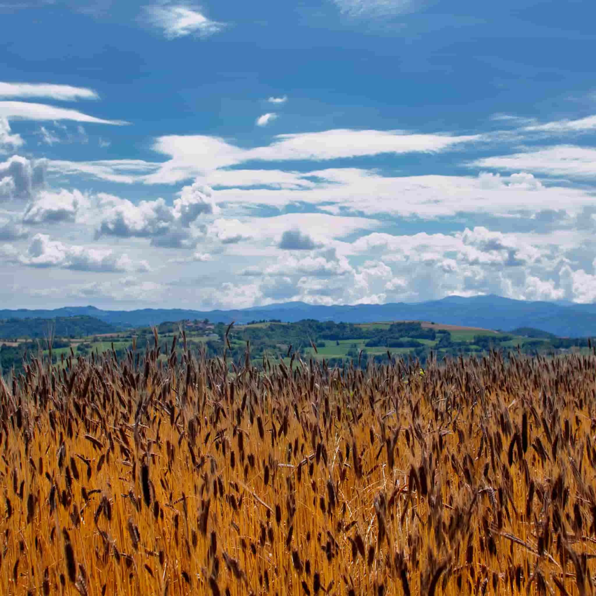 Mulino Marino Bio Semola Di Grano Duro Weizenmehl 1kg Zutaten 2 Mulino Marino Bio Semola Di Grano Duro Weizenmehl 1kg Zutaten – Bild 2